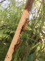 Papilio polyxenes americus