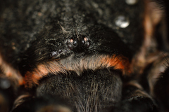 Brachypelma auratum