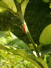 Paraulacizes thunbergi