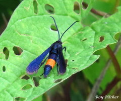 Synanthedon exitiosa