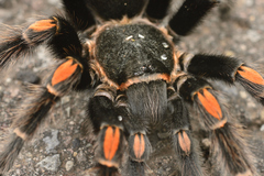 Brachypelma auratum