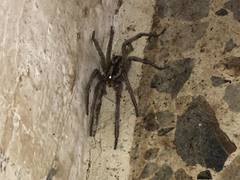 Lycosidae