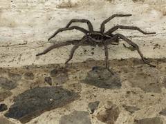 Lycosidae