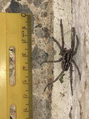 Lycosidae
