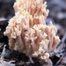 Yellow-tipped Coral Fungus - Photo (c) Ahmed Mujčinović, some rights reserved (CC BY-NC-SA), uploaded by Ahmed Mujčinović