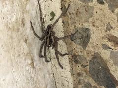 Lycosidae