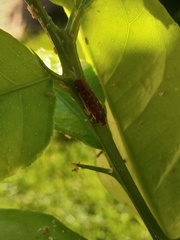 Paraulacizes thunbergi