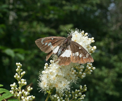 Satarupa nymphalis