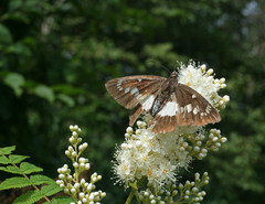 Satarupa nymphalis