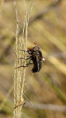 Copestylum spinigerum