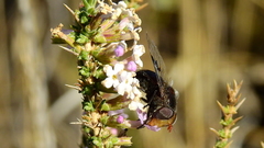Copestylum spinigerum