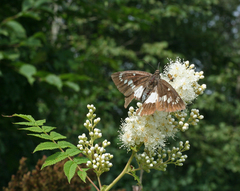 Satarupa nymphalis