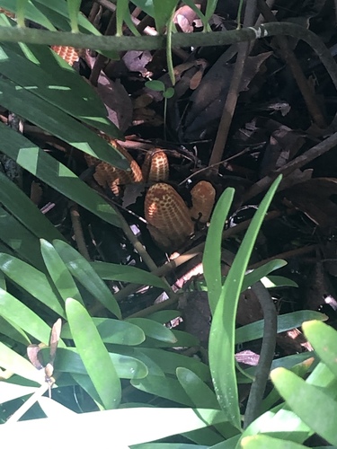 Zamia integrifolia image