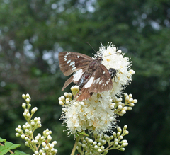 Satarupa nymphalis