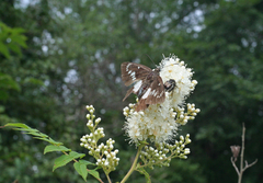 Satarupa nymphalis