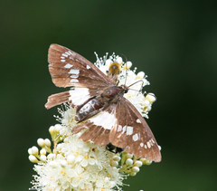 Satarupa nymphalis