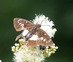 Satarupa nymphalis