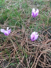 Cyclamen