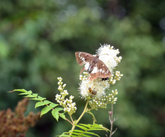 Satarupa nymphalis
