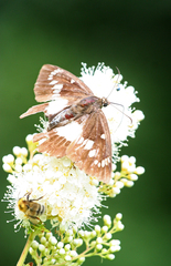 Satarupa nymphalis