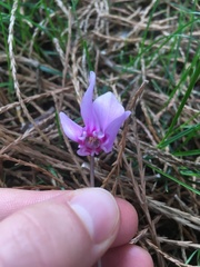 Cyclamen