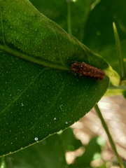 Paraulacizes thunbergi