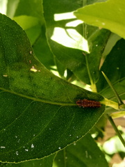 Paraulacizes thunbergi