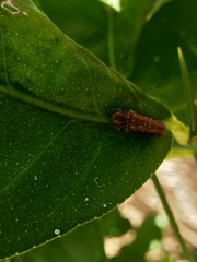 Paraulacizes thunbergi