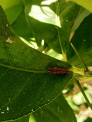 Paraulacizes thunbergi