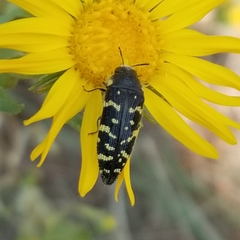 Acmaeodera macra