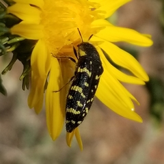 Acmaeodera macra
