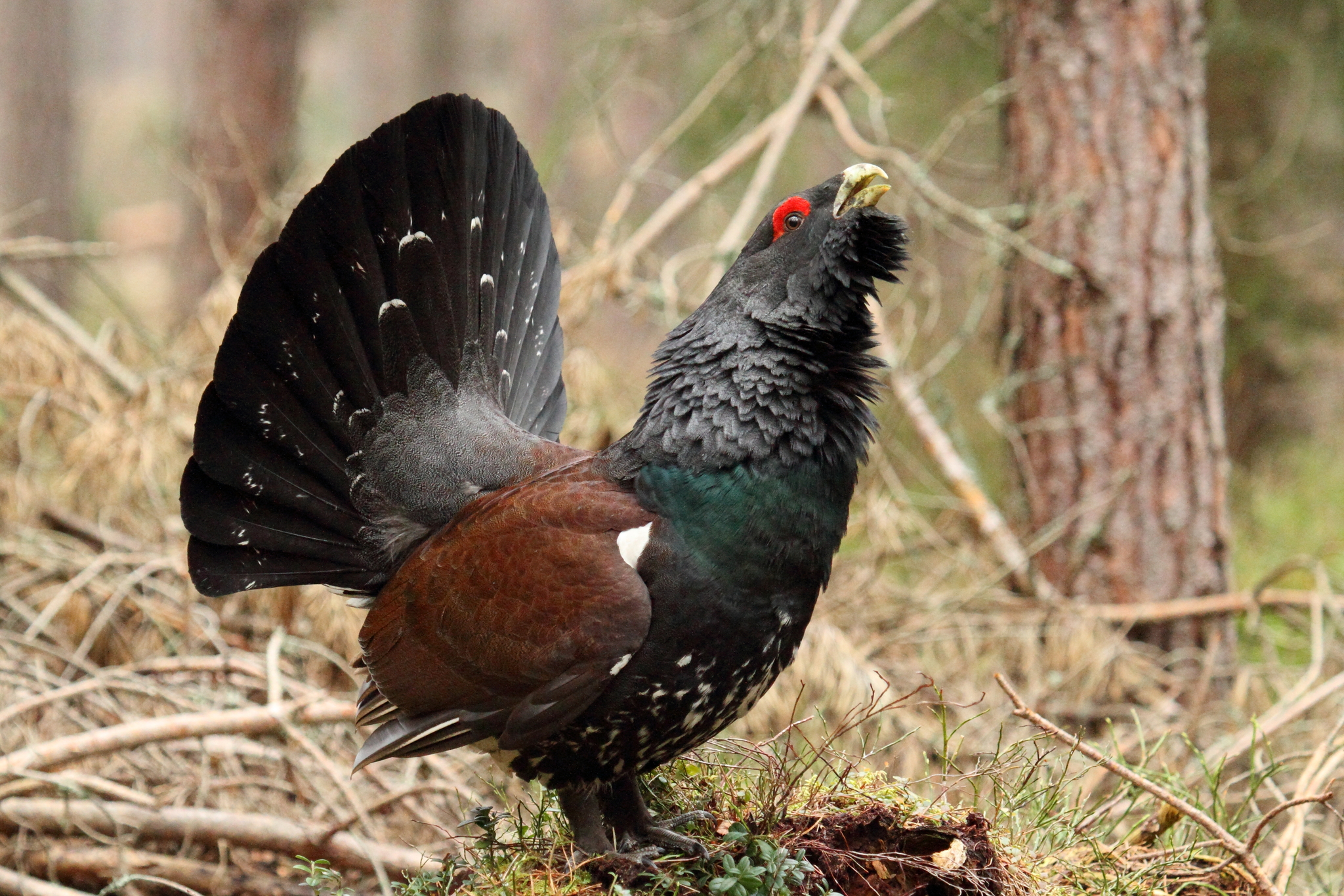 Western Capercaillie