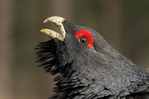 Urogallo común (Tetrao urogallus)