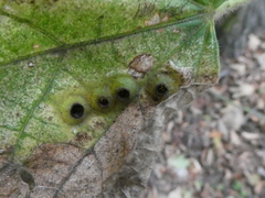 Didymomyia tiliacea