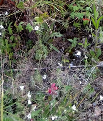 Geranium ornithopodon