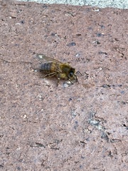 Apis mellifera