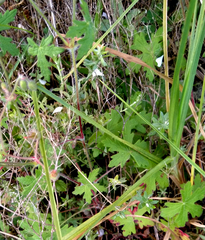 Geranium ornithopodon