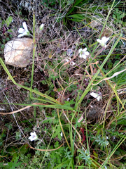 Geranium ornithopodon