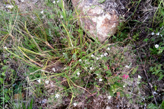 Geranium ornithopodon