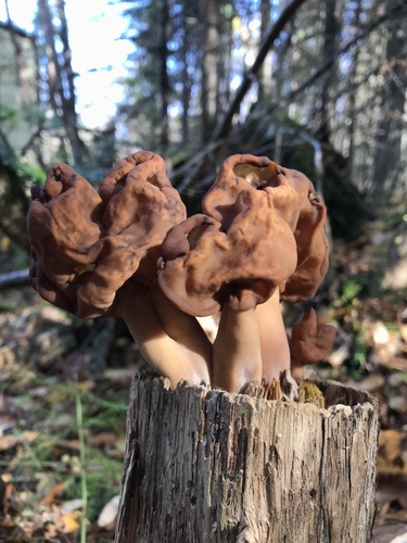 Saddle-shaped False Morel