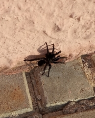 Amblyocarenum walckenaeri