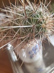 Echinocereus engelmannii