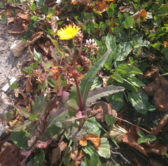 Sonchus oleraceus