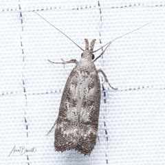Dichomeris inversella