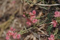 Indigofera oxalidea