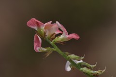 Indigofera oxalidea