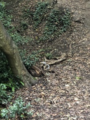 Sciurus carolinensis