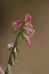 Indigofera oxalidea