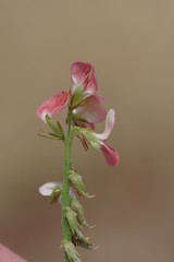 Indigofera oxalidea