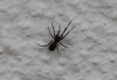 Phrurolithidae